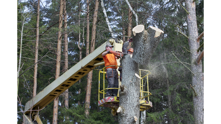 Two lumberjacks cut down a tree on the platform