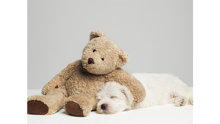 Teddy bear resting on sleeping West Highland Terrier puppy, studio shot