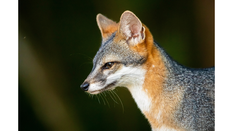 Cute looking gray fox isolated close up portrait