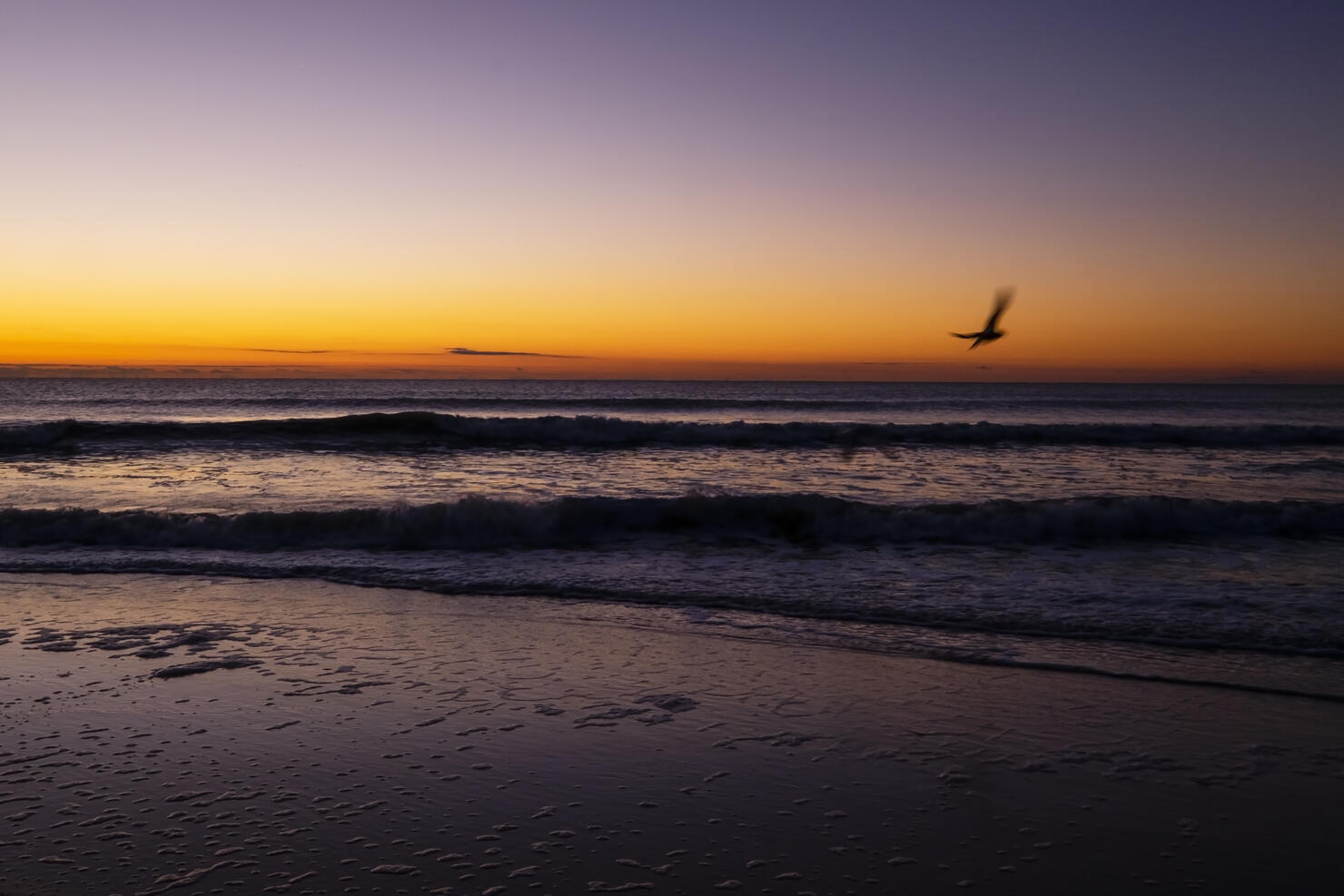 Tranquil Purple and Orange Sunrise with Bird Silhouette in Motion on Long Beach Island