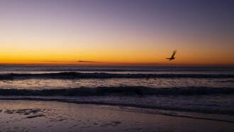 Rare Tropical Bird Spotted In Texas For The First Time Ever