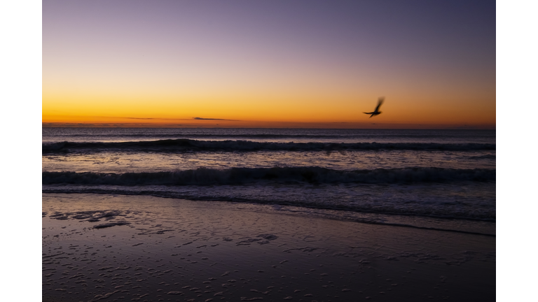 Tranquil Purple and Orange Sunrise with Bird Silhouette in Motion on Long Beach Island