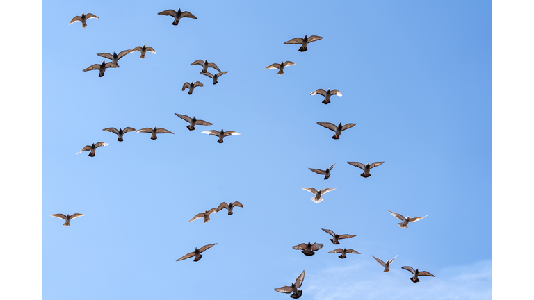 Pet pigeons fly over Cluj-Napoca city center.