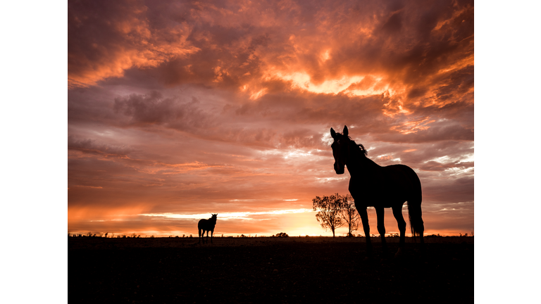 Horses and sunset, country life