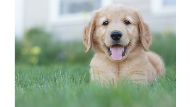 Portrait Of Golden Retriever Puppy On Grassy Field