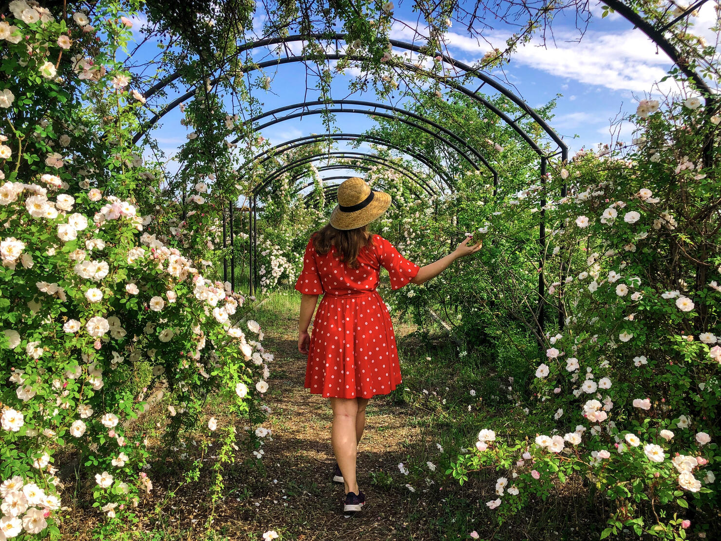 Rear View Of Woman In Red Dress In A Garden Full Of Roses