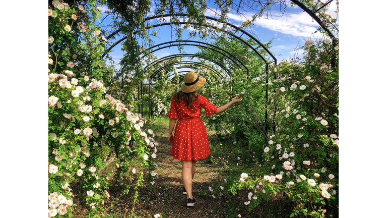 Rear View Of Woman In Red Dress In A Garden Full Of Roses