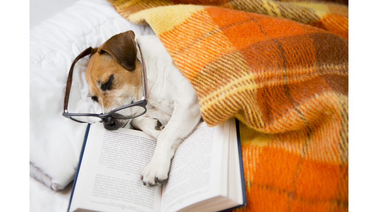 quiet evening reading before bedtime