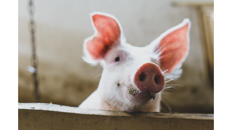 Little pink pig looks over a wooden fence