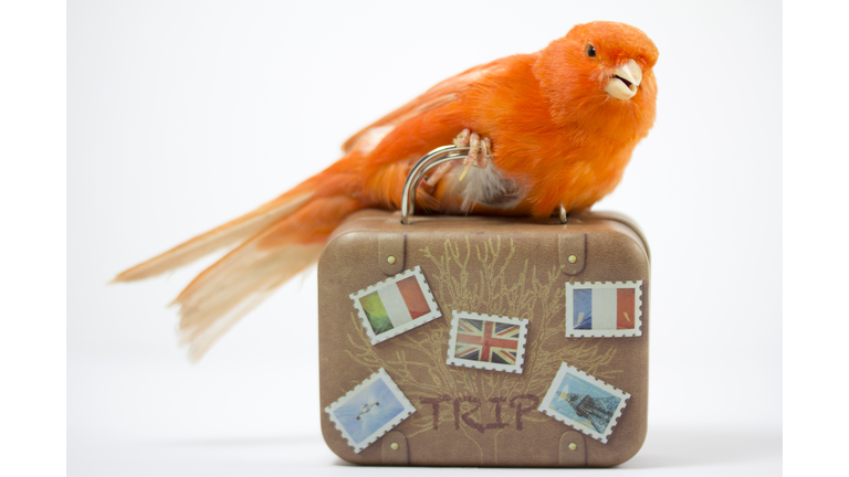 Bird carrying a suitcase to go on vacation