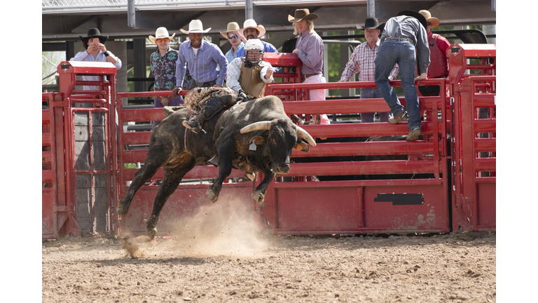 Bull riding out of the gate at the rodeo