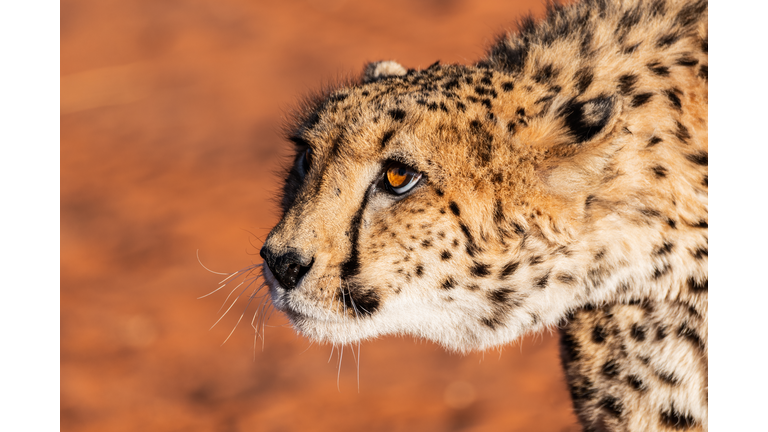 The Cheetah In Namibia