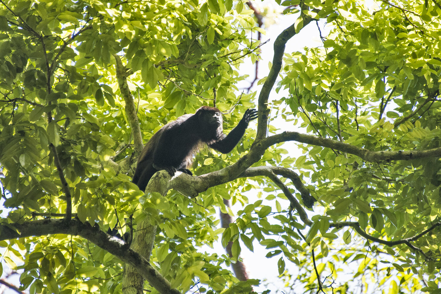 Mantled Howler Monkey
