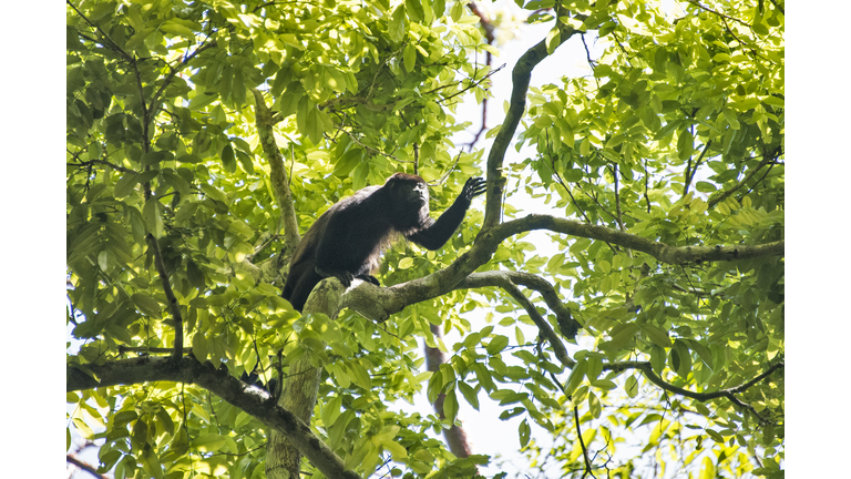 Mantled Howler Monkey