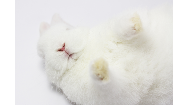 white dwarf rabbit relaxed upside down sleeps and becomes dead,  Oryctolagus cuniculus domesticus