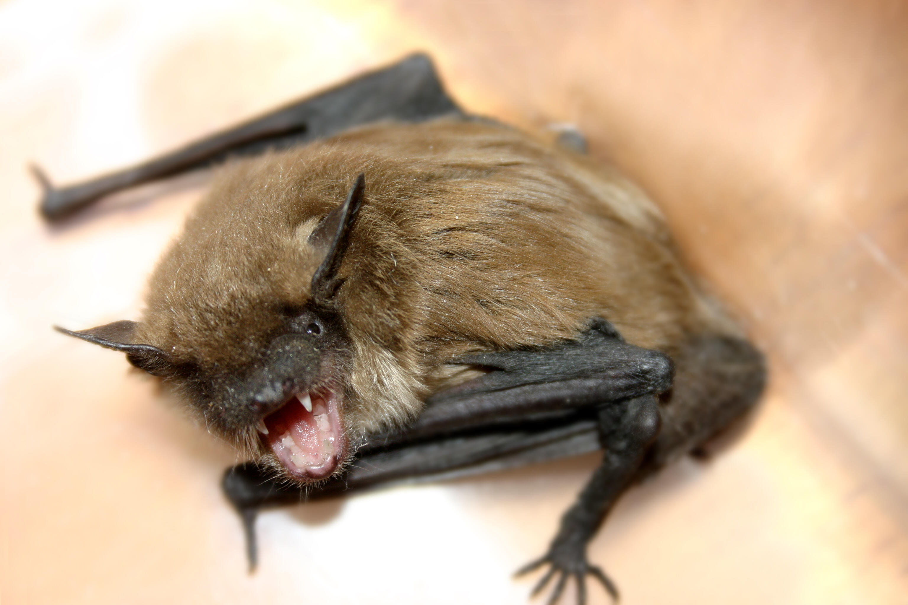 WATCH: Bats Invade California High School Gym, Dance Postponed | iHeart