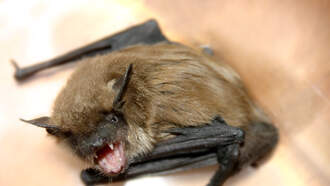 Woman Arrested For Eating bat Soup
