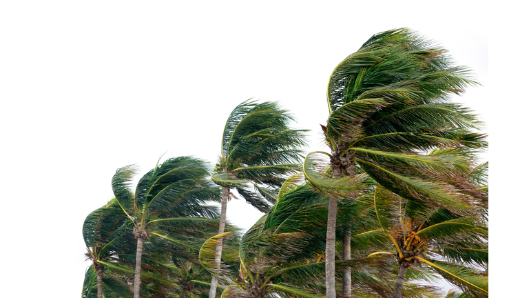 windy tropical storm