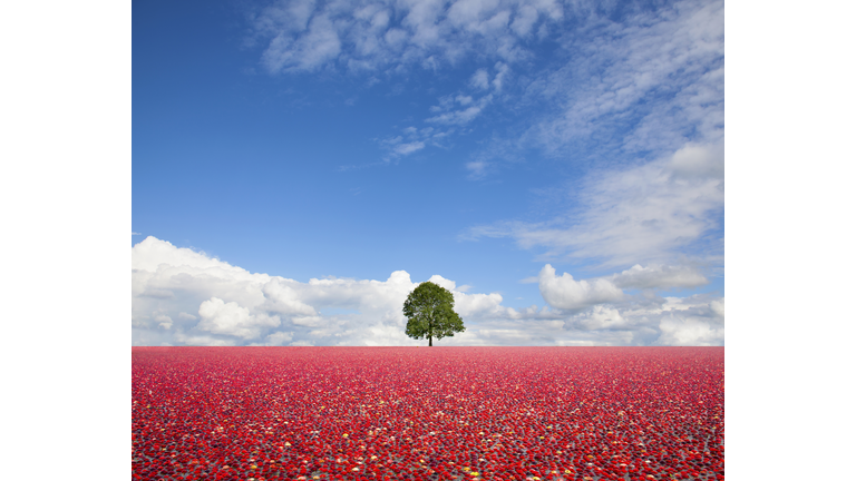 Single tree standing in field of cranberries