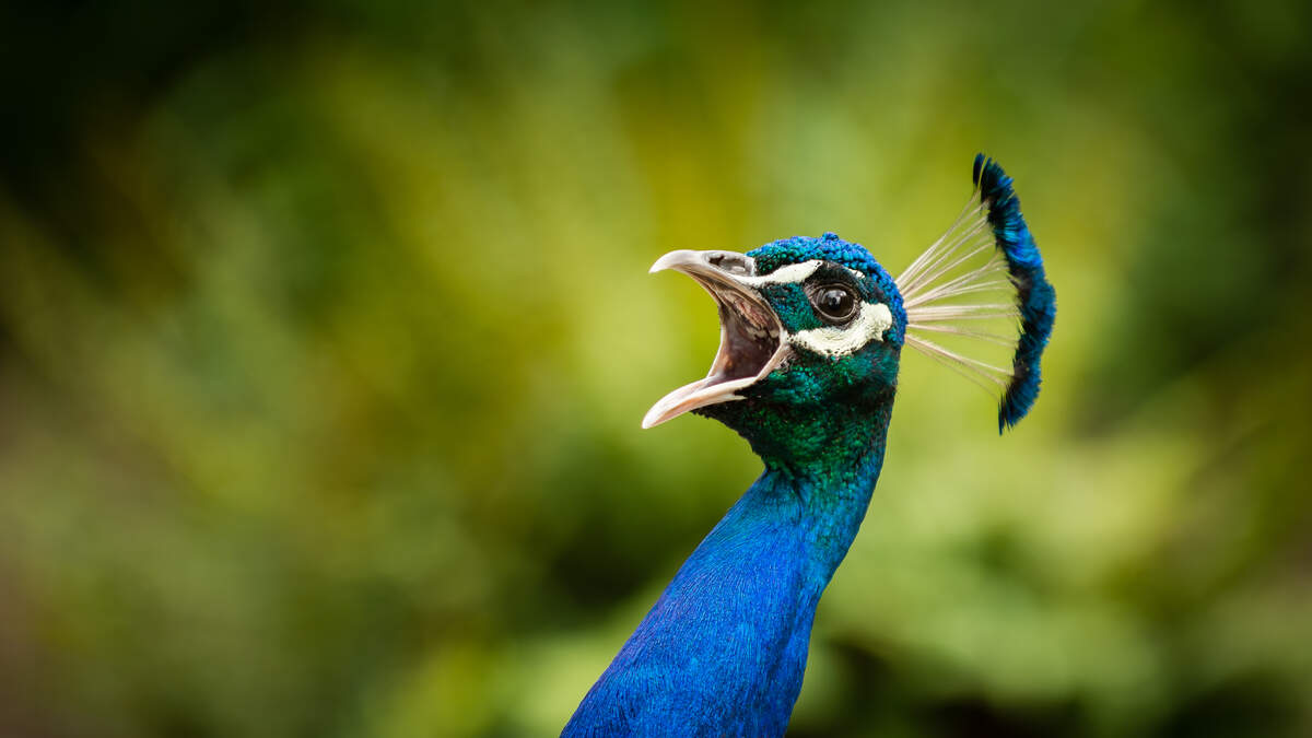 Peacocks Takeover Southern California Town and Cause Chaos | Channel 933