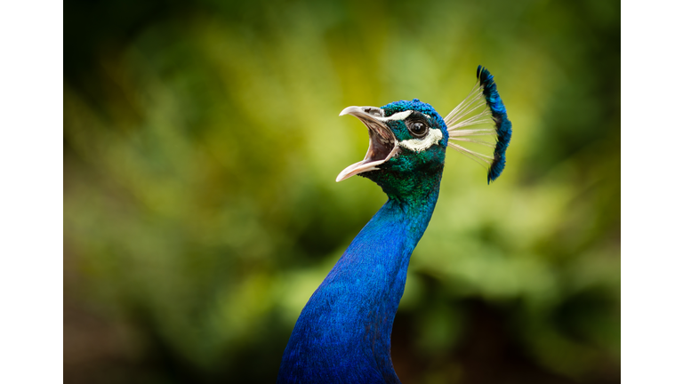 Peacock making noise, New Jersey, USA