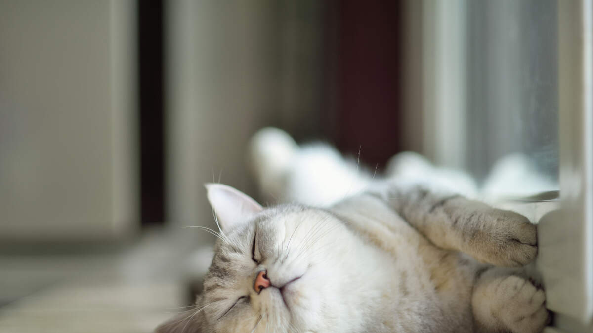 Teen Who Identifies As A Cat Allowed By School To Act Feline, and Be