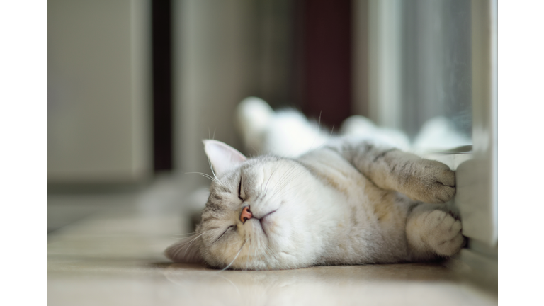 Cat sleeping on ground