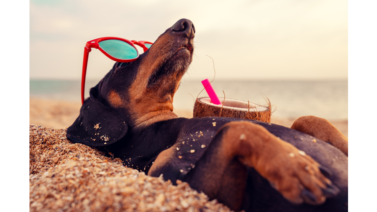 cute dog of dachshund, black and tan, buried in the sand at the beach sea on summer vacation holidays, wearing red sunglasses with coconut cocktail