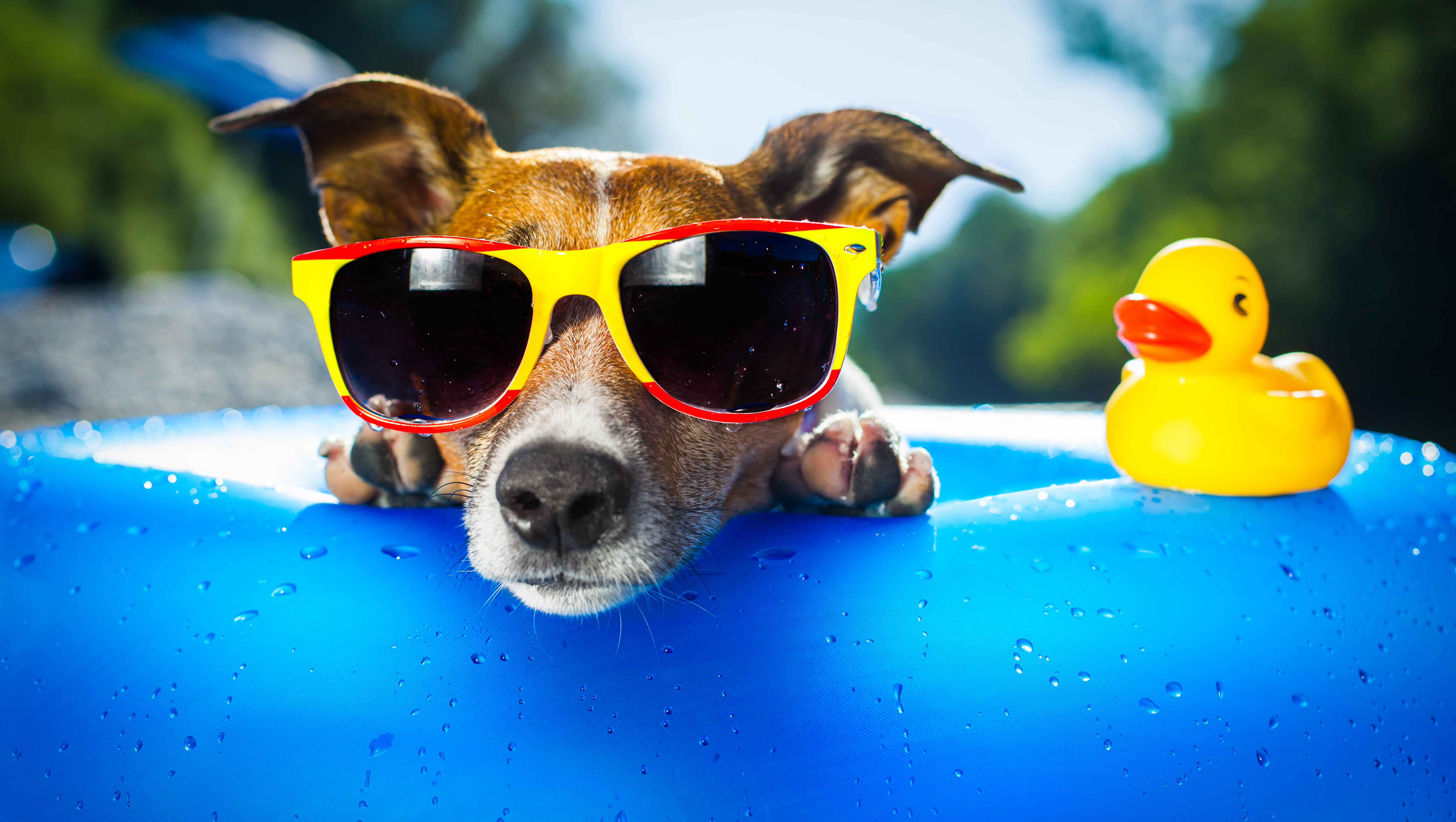 Adopt a Pet This June with Special Discounts from LA Animal Services