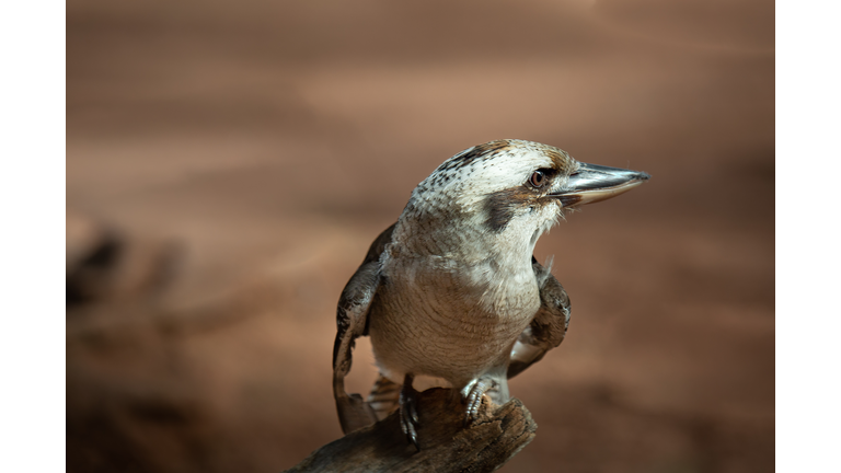 Australian Kookaburra