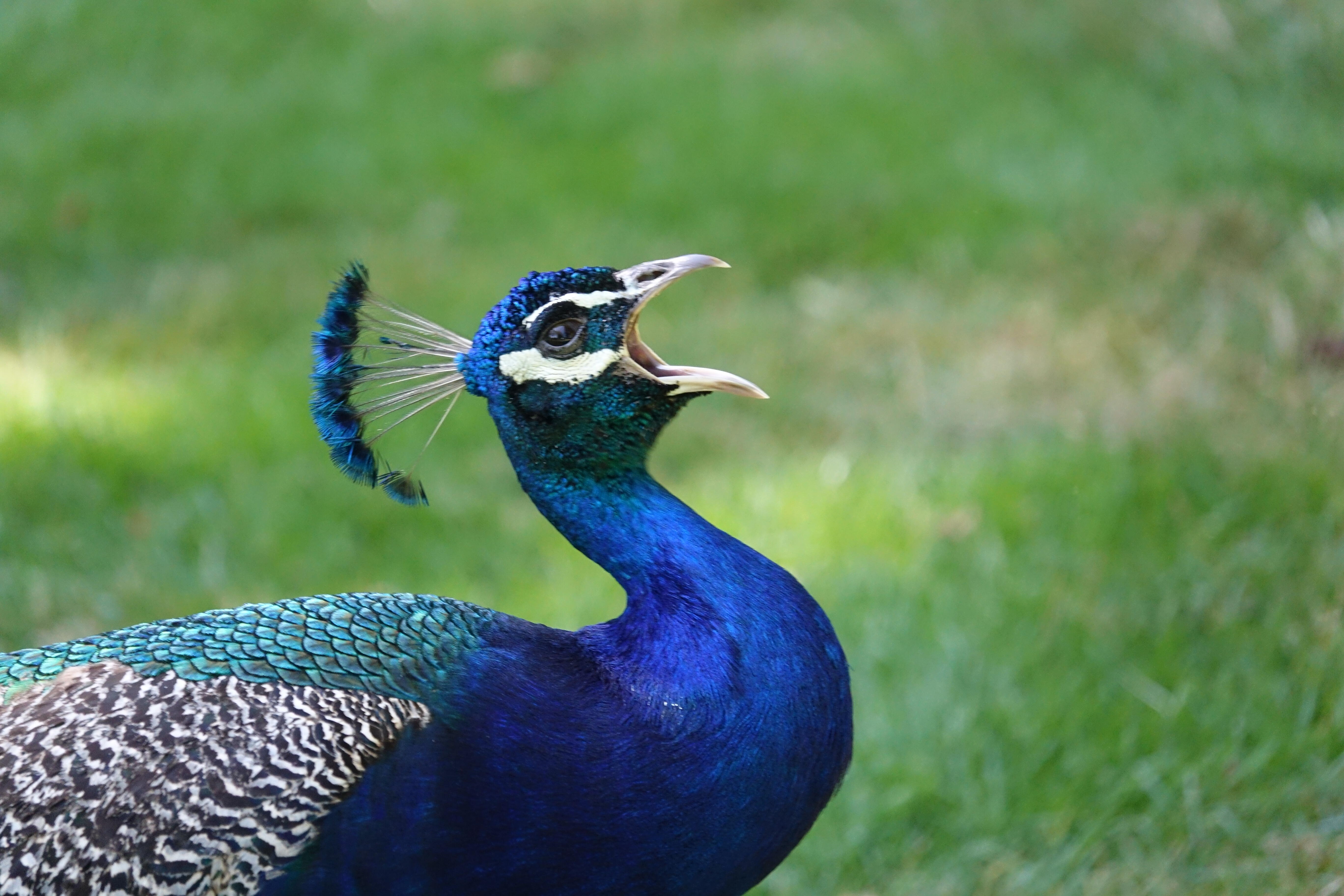 VIDEO: Peacocks Caught Eating Baby Jesus Out of St. Pete Nativity Scene |  NewsRadio WFLA | AM Tampa Bay