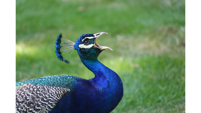 Squawking Peacock