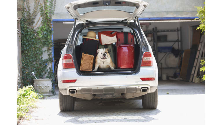 Dog in back of car packed for vacation