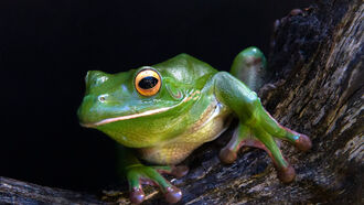 Honey Bees, Extinctions, and UFOs