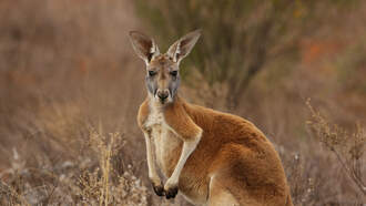 Be On The Lookout For Missing Kangaroo In Hood County