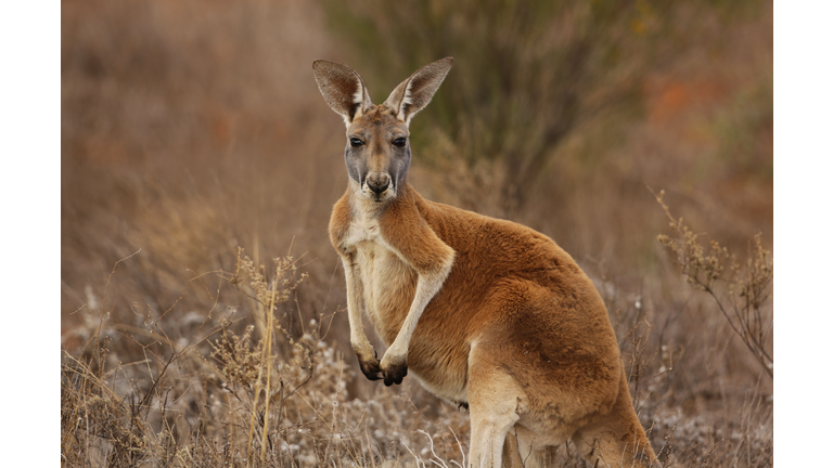 Red Kangaroo portrait in Australian Outback