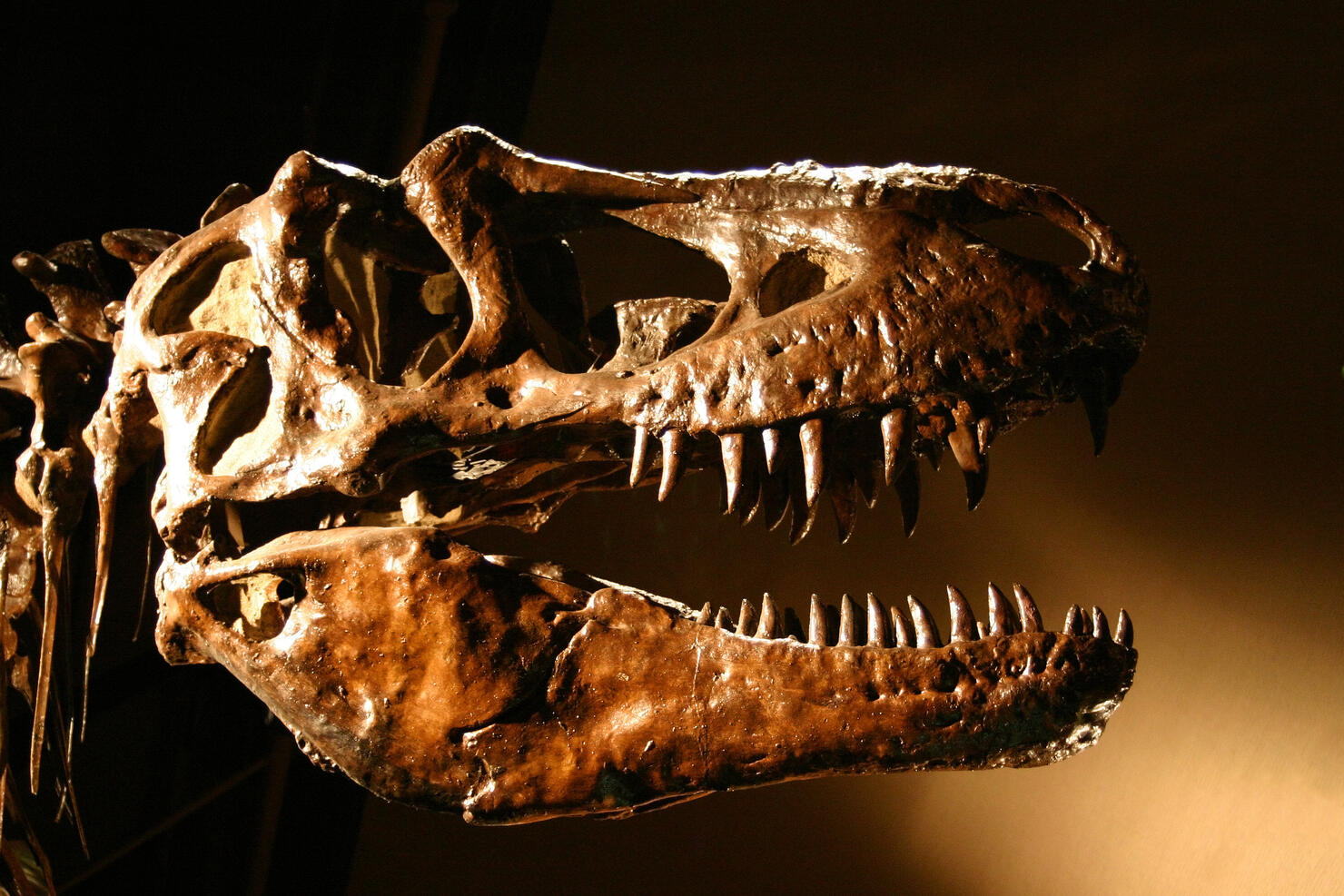 T-Rex Dinosaur Skull, Sharp Teeth Abound!