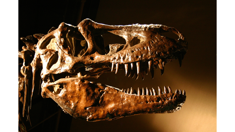 T-Rex Dinosaur Skull, Sharp Teeth Abound!