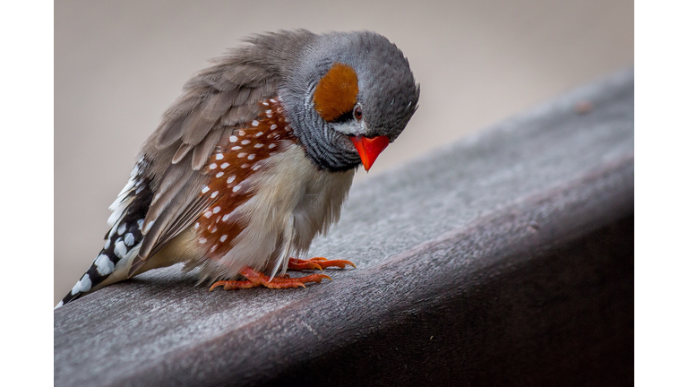 Colorful bird perching