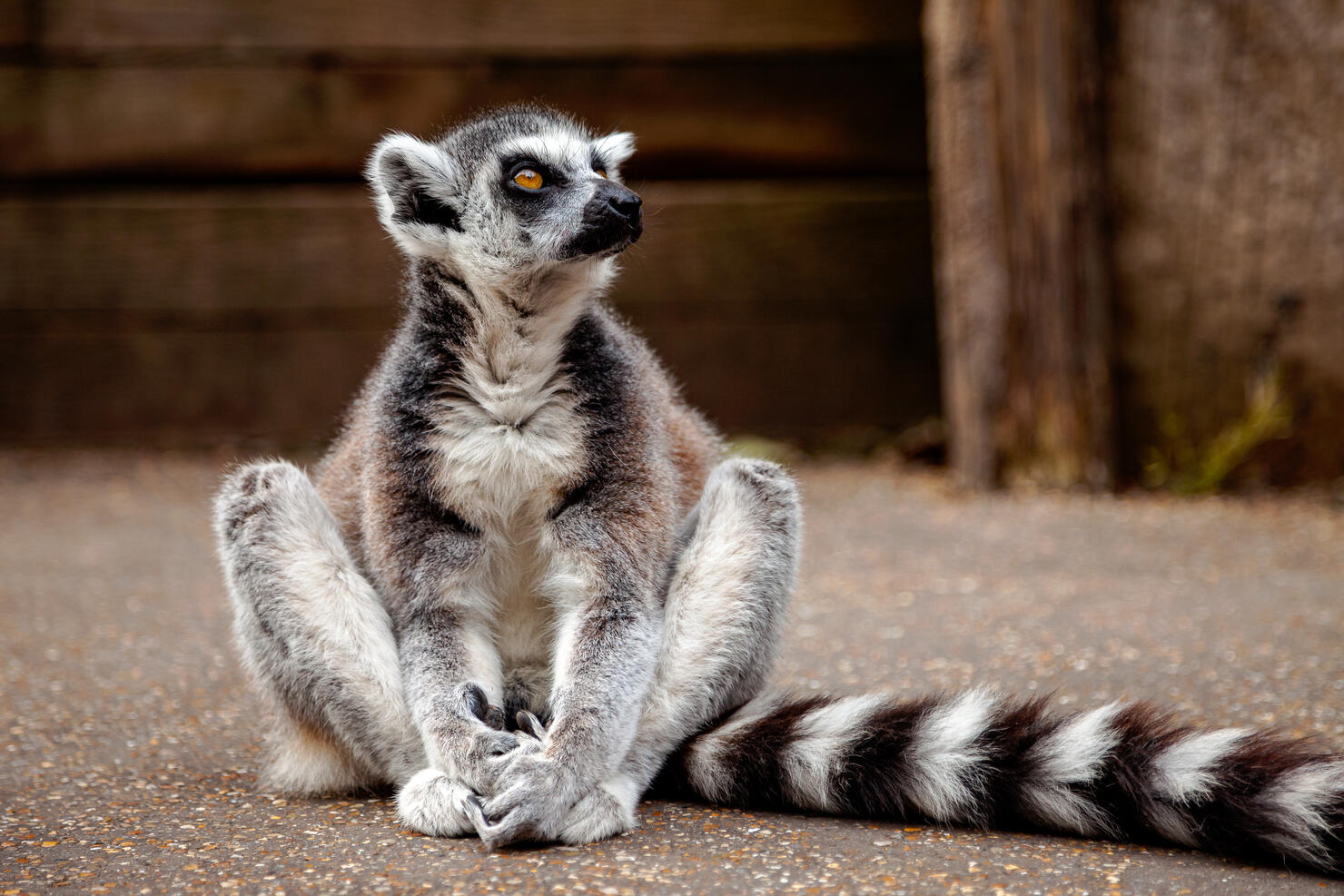 A lemur in the zoo