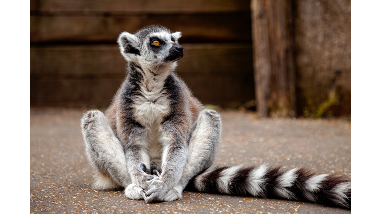 A lemur in the zoo