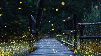 Random Fact of The Day