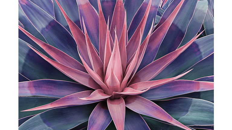 Beautifully bloomed agave leaves like lotus flower