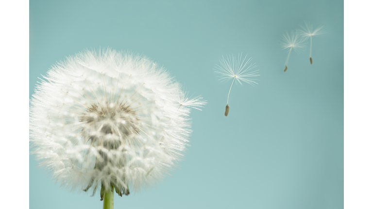 Dandelion seeds flying away