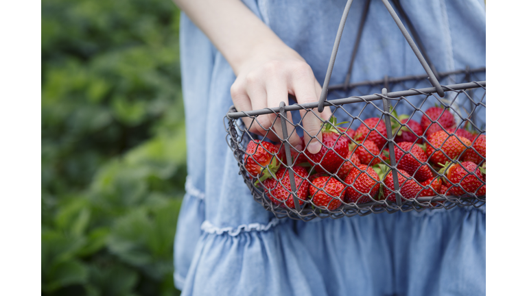 Girl holding basket of freshly picked strawberries