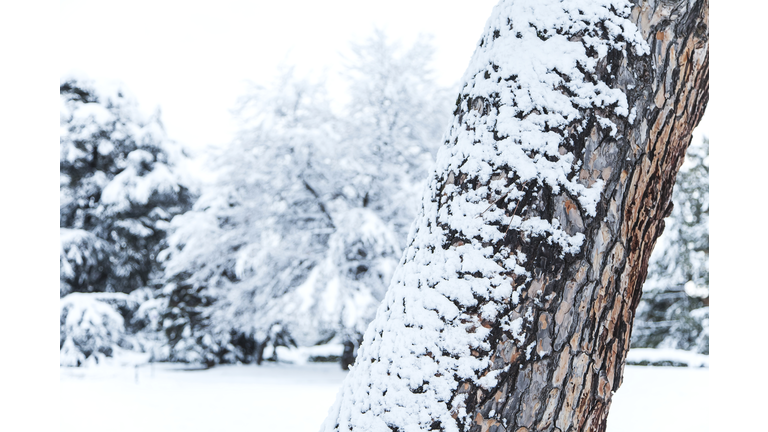 Early morning in the park after an abundant snowfall
