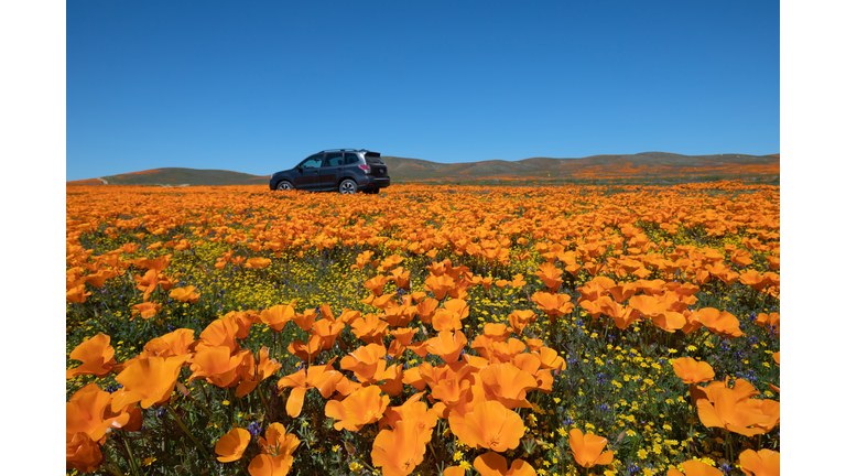 Driving through poppy field, Antelope Valley California Poppy Reserve