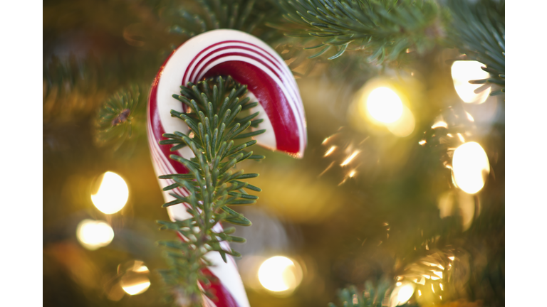 Close-up of candy cane hanging on christmas tree, studio shot