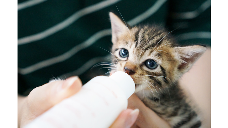 Bottle Feeding a Fluffy Kitten