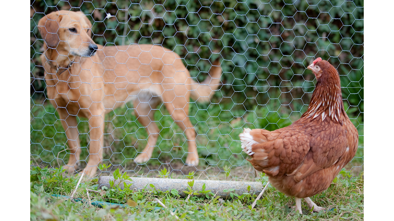 Curious dog staring a chicken through honeycomb fence